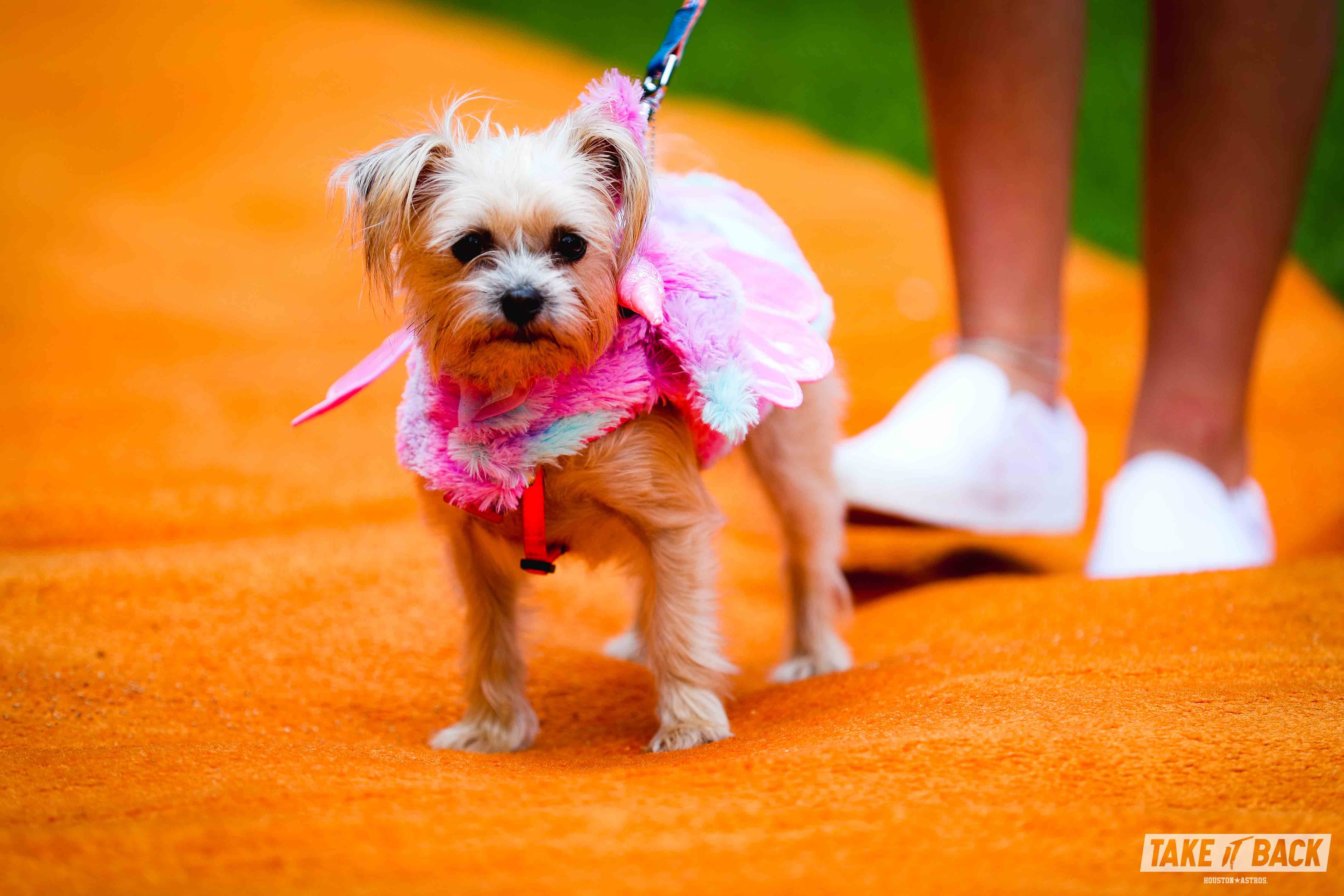 houston astros dog jersey