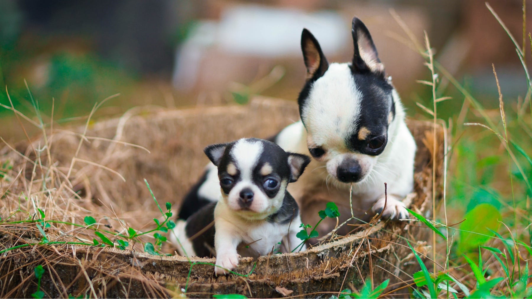 Parasit Yang Menyerang Indukan Anjing Pasca Melahirkan