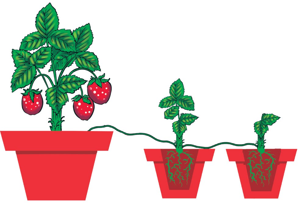 Fresas en macetas?. El secreto para sembrar fresas en la… | by Revista Zunzún | Revista Zunzún | Medium