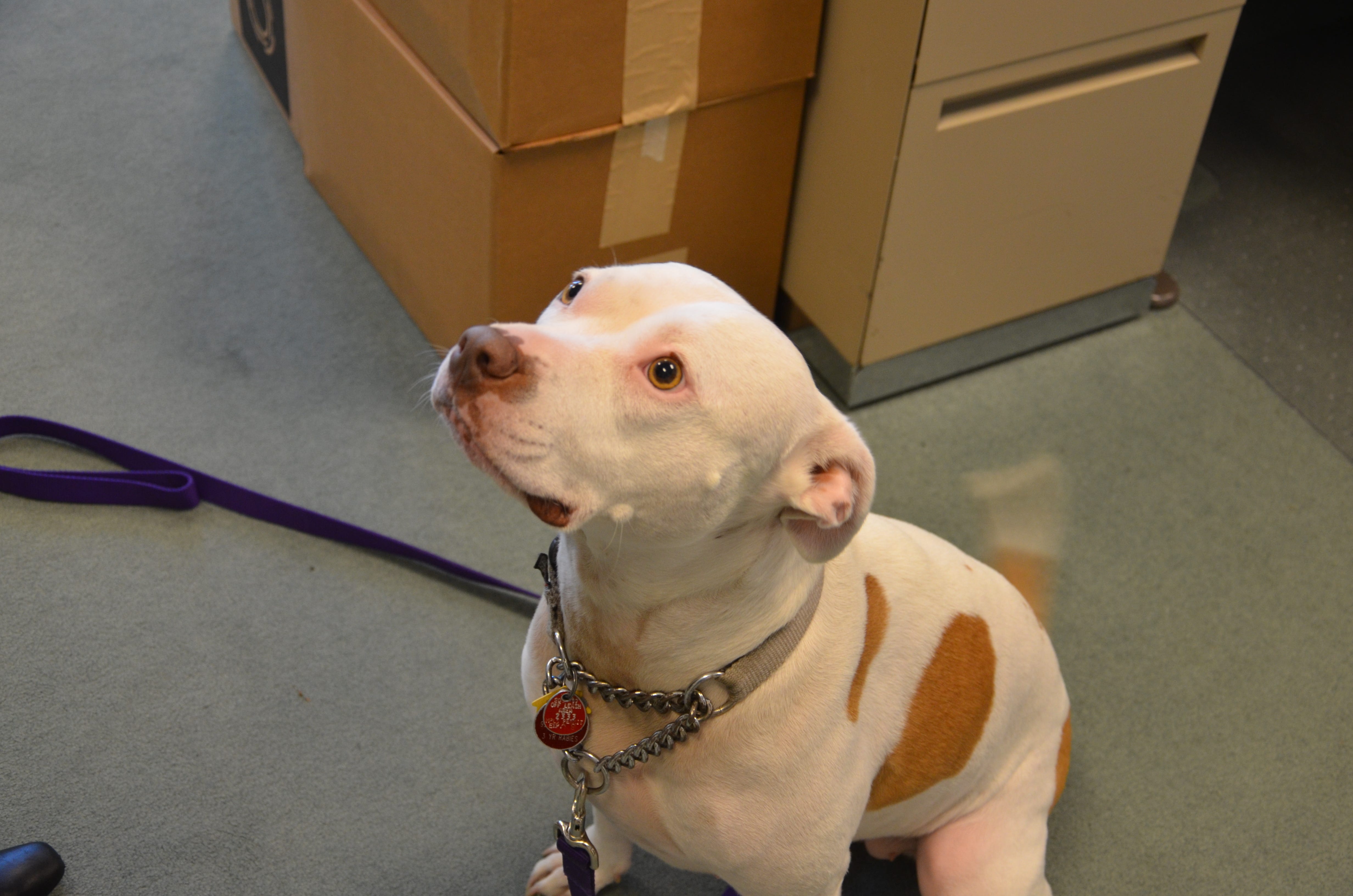 The Workplace Puppies Of Children S Theatre Company