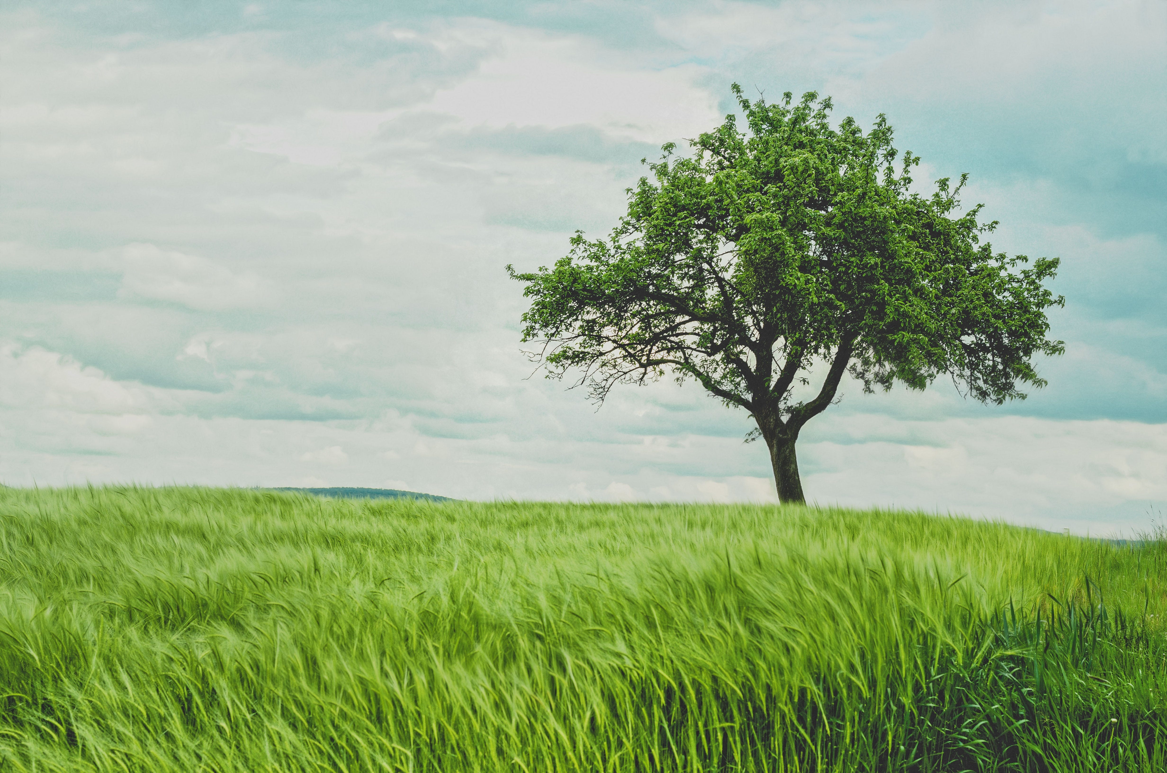 Planting A Tree Sowing A Future Charting A Carbon Capture Pathway By Desiree A Rammon Phd Age Of Awareness Medium Planting A Tree Sowing A Future Charting A Carbon Capture Pathway By Desiree A Rammon Phd Age Of Awareness Medium