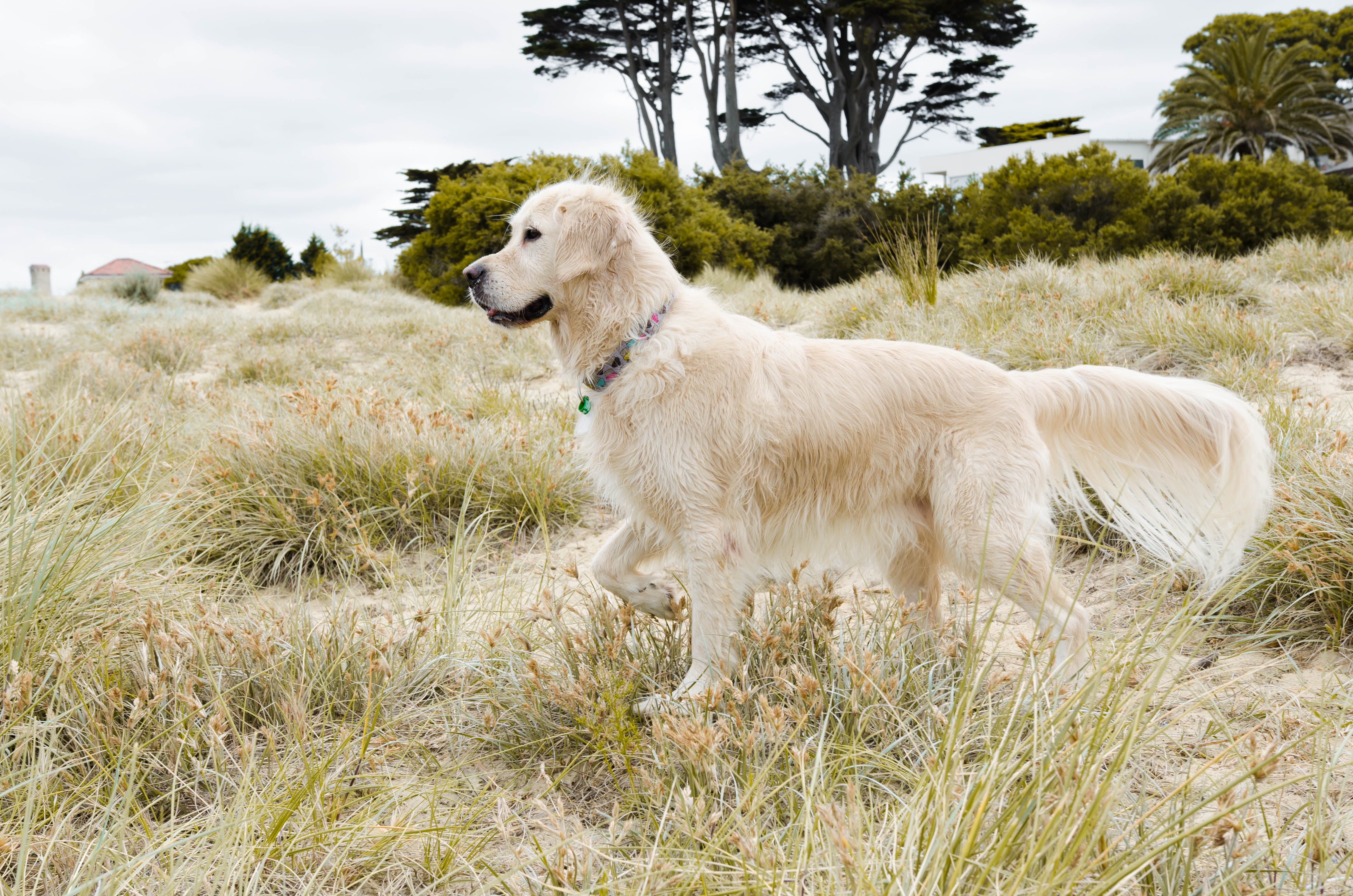 Doge Beach We Went To Brighton Dog Beach Today By Michellefish Medium