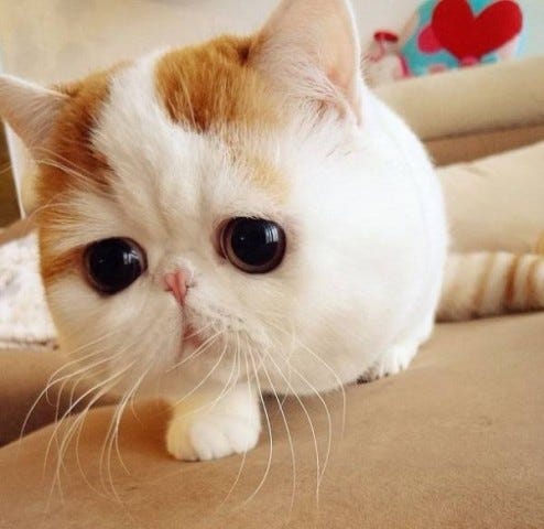 most biggest cat in the world