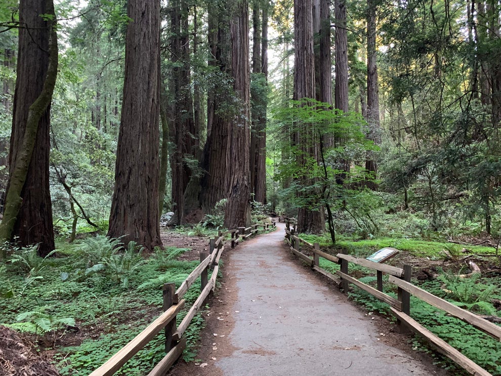 UN 75 years ago in Muir Woods, Nature’s Reflection Photography 2020