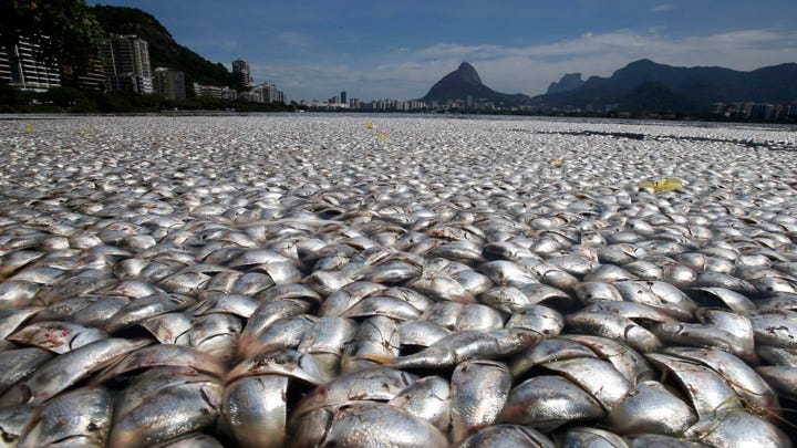 Image of Dead Fish due to Mass Extinction Caused by Acidification of the Oceans