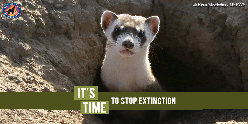 It’s Time to Stop Extinction. The midterms may be over, exit polls ...