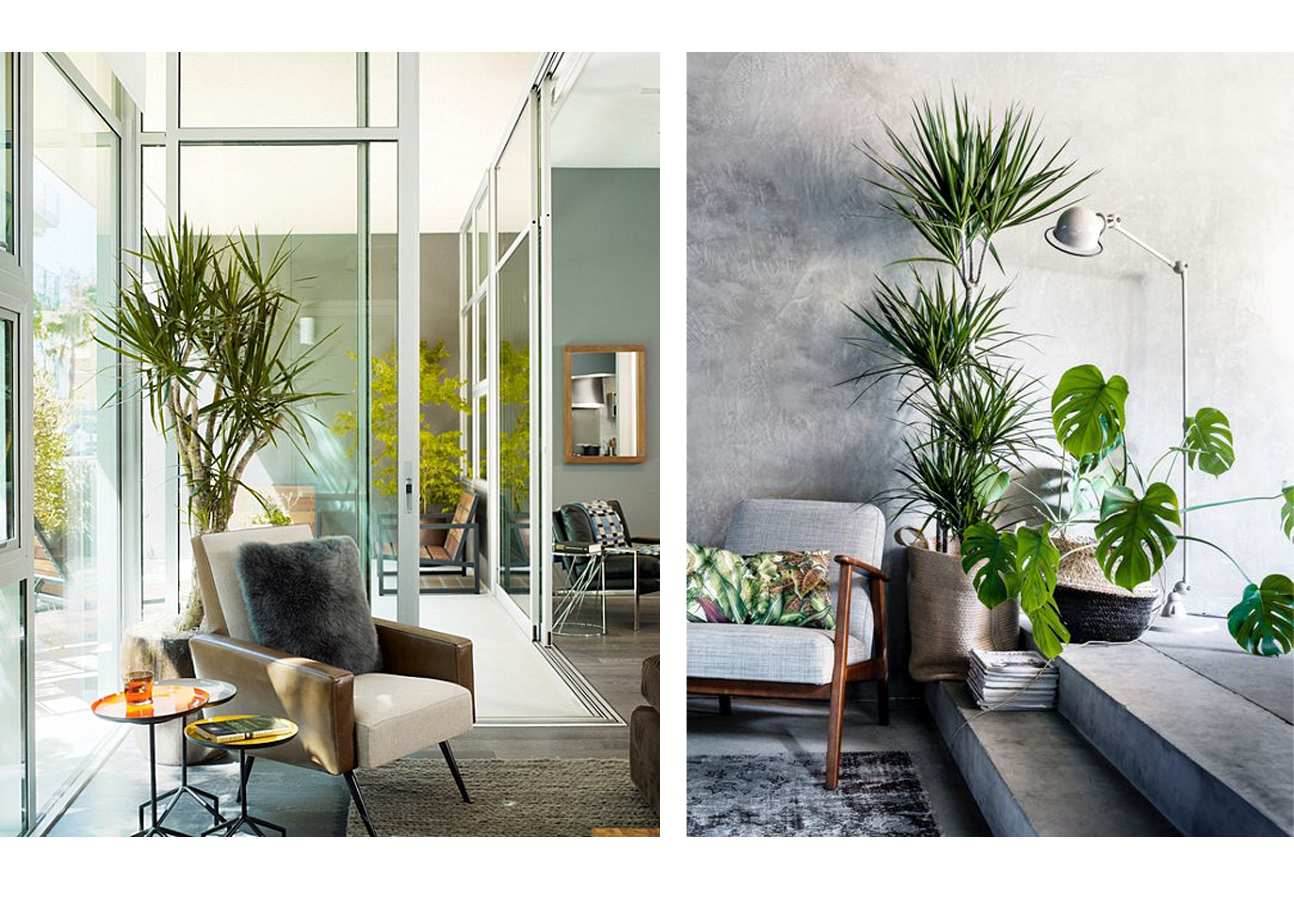 How To Use Plants In The Interior Basics Of Interior