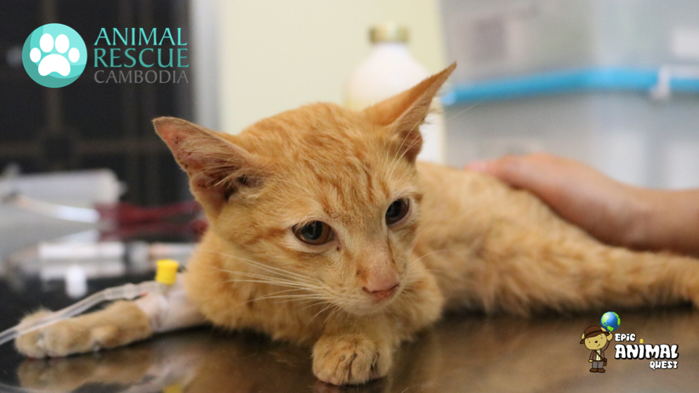 ginger cat rescue