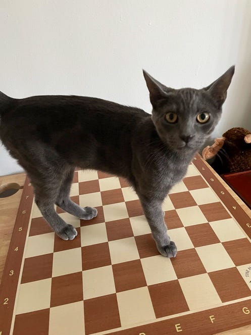 Cat standing on chessboard.