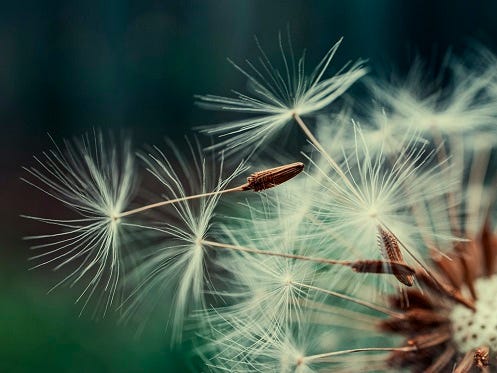 Dandelion seeds blowing away