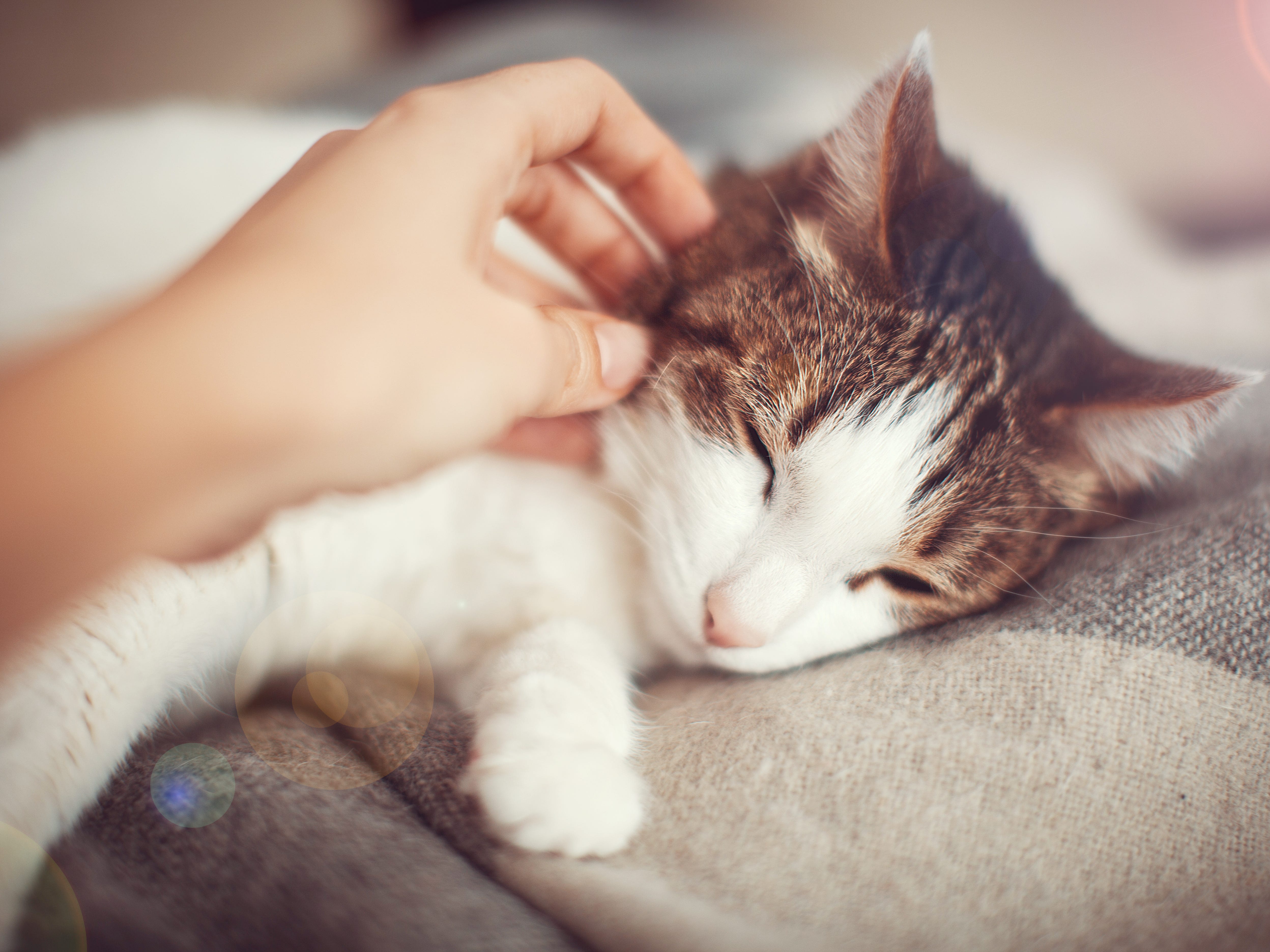 8 Ways To Become Best Friends With Your Cat By Feliway Chilled Cat Medium 8 Ways To Become Best Friends With Your Cat By Feliway Chilled Cat Medium