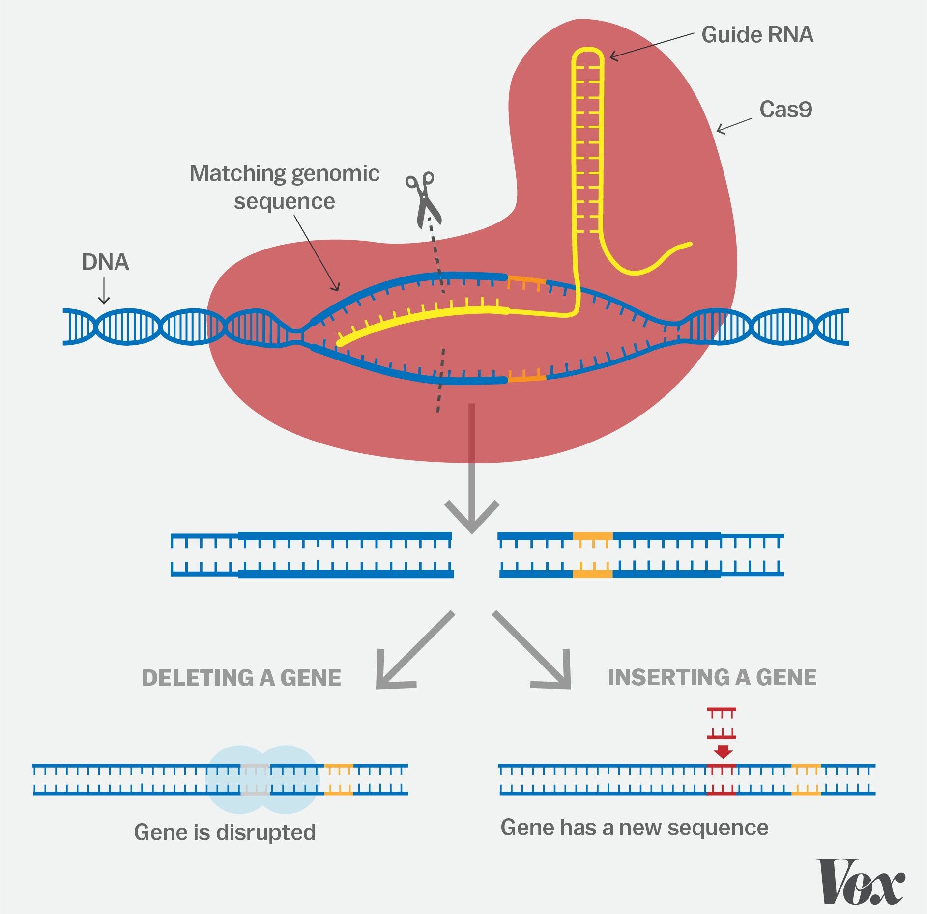 ‘A simple guide to CRISPR, one of the biggest science stories of the decade.’ A Vox.com story from December 2018. (Graphic: J