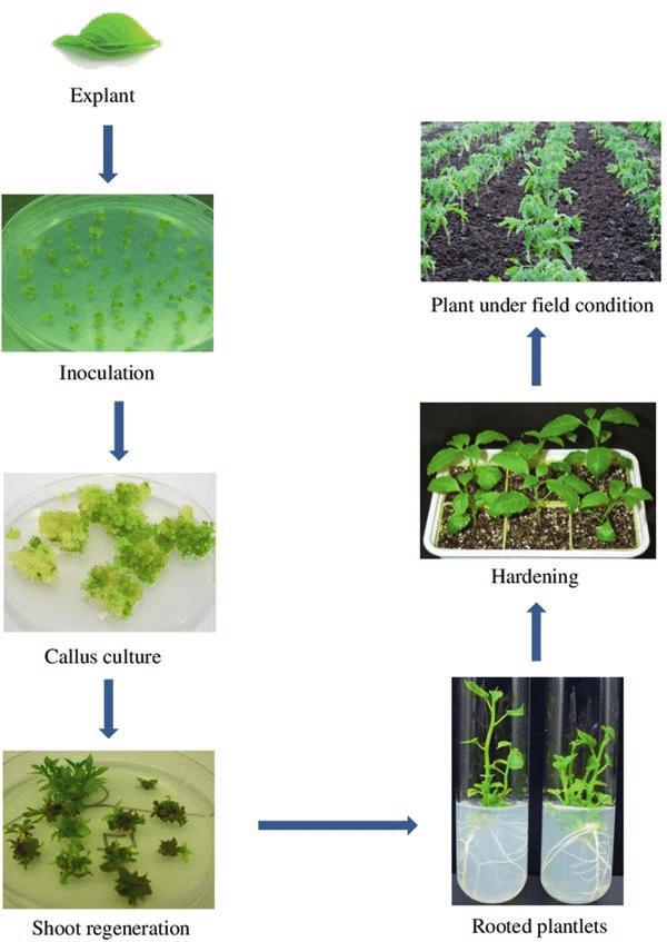 Micropropagation In vitro propagation by Kiranjeet Kaur