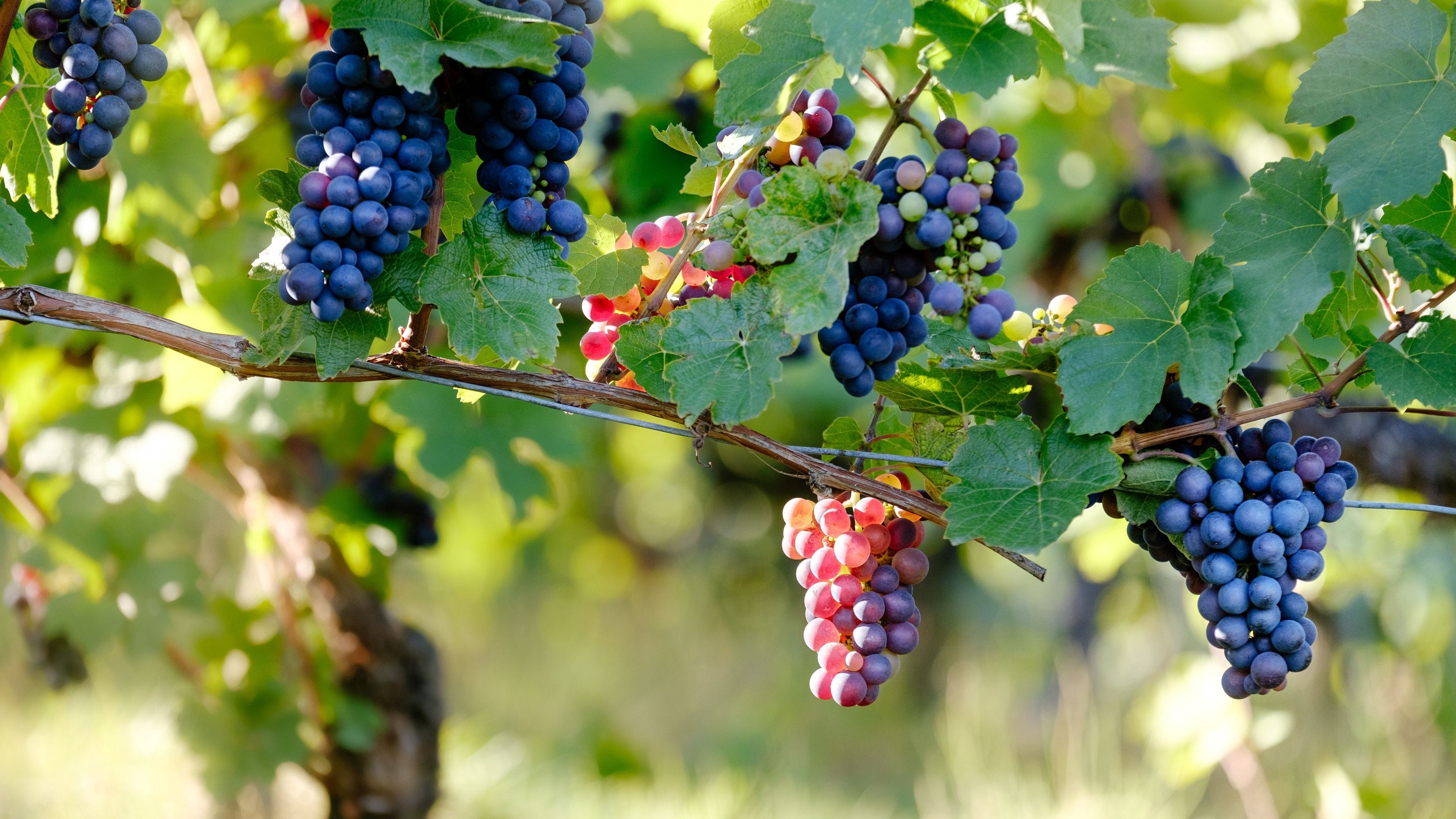 Grape Leaf