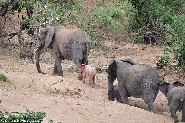 Un Bebe Elephant Rose A Ete Vu Au Parc National Kruger En Afrique Du Sud By Nouvelles D Espoir Medium