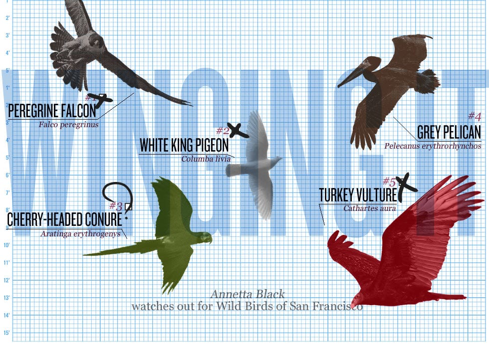 Winging It The Bold Italic