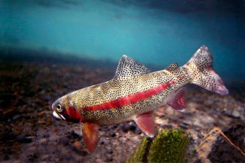 A spotted fish with a characteristic, bright red stripe across the center of its side swimming underwater