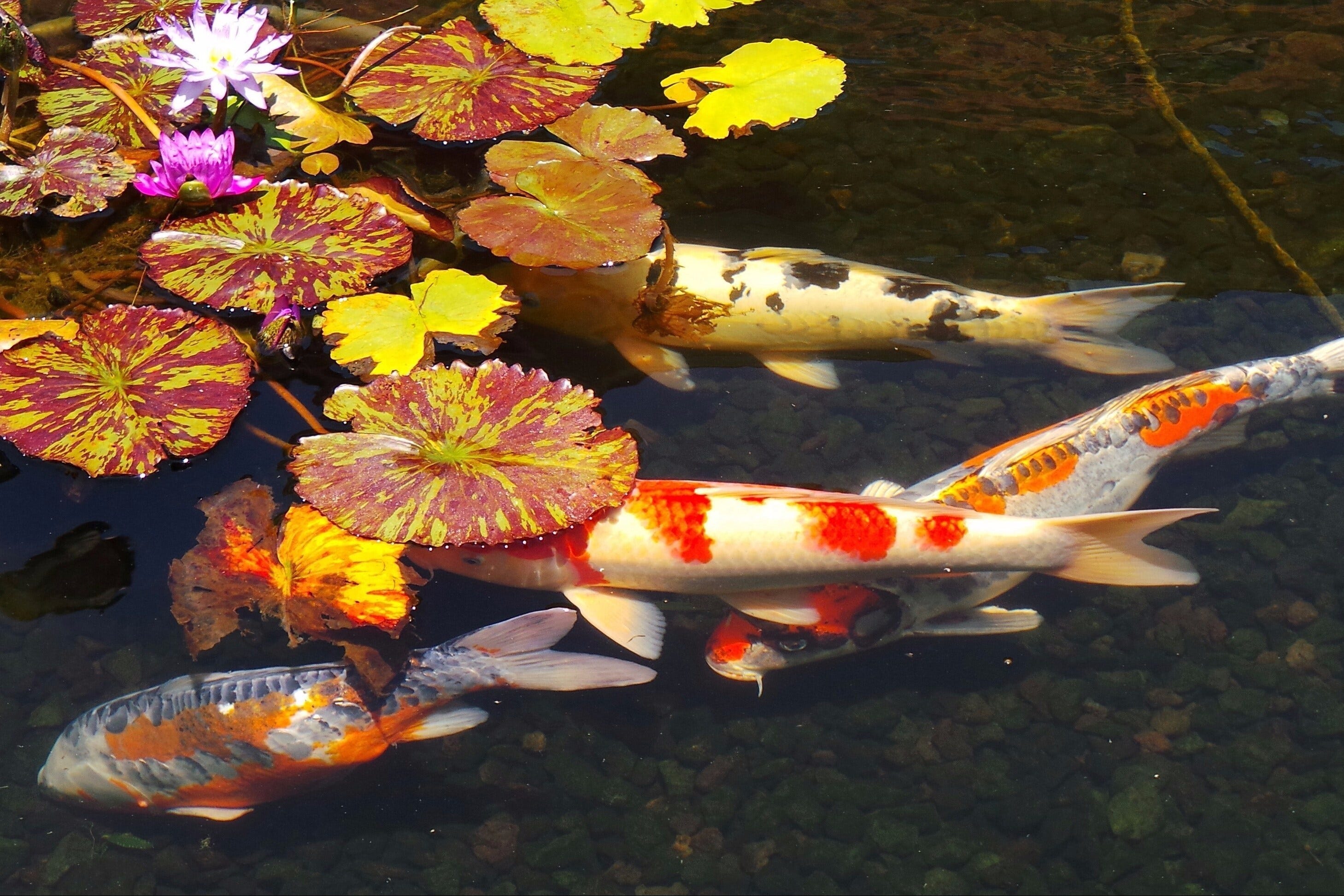 Gambar Ikan Koi Menurut Feng Shui