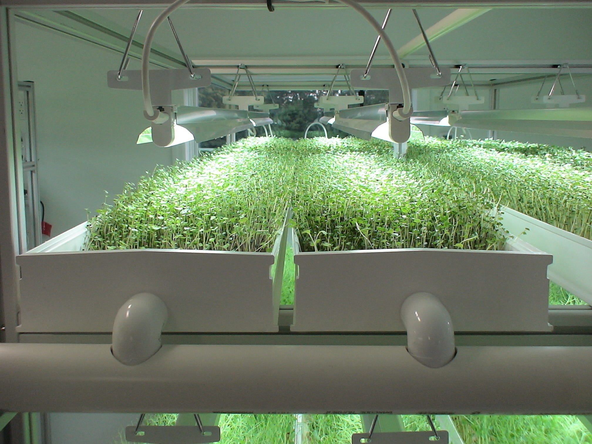 Other people’s microgreens grow racks & lights by New Farmer, QC