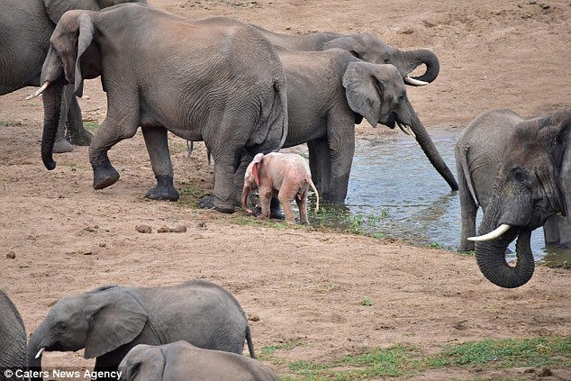 Un Bebe Elephant Rose A Ete Vu Au Parc National Kruger En Afrique Du Sud By Nouvelles D Espoir Medium