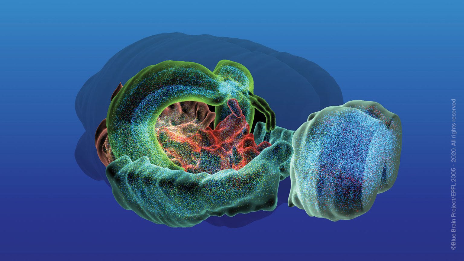 The Blue Brain Project creates a detailed simulation of the mouse brain.