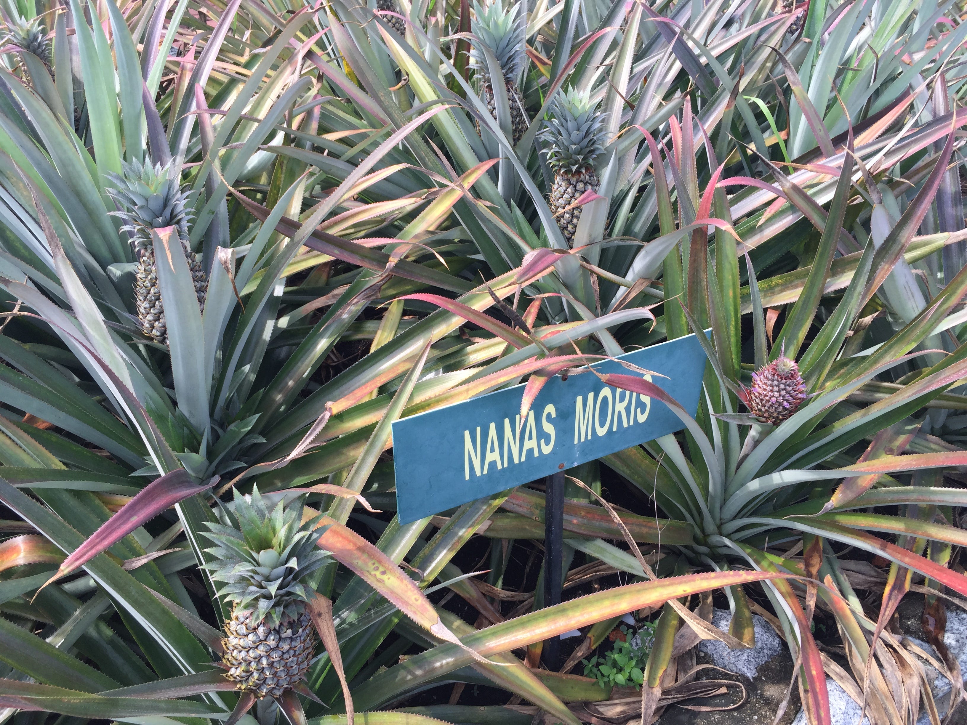 Malaysia — Johor Bahru — Muzium Nanas Pontian — The Pineapple Museum