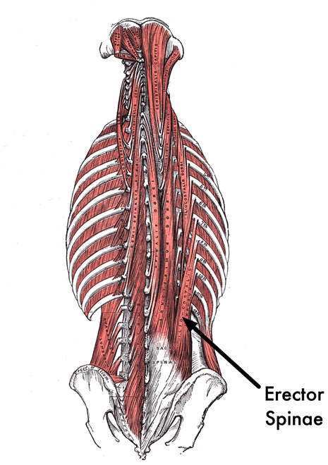 Understanding The Anatomy Of The Back The Healthy Programmer By Joe Kutner The Pragmatic Programmers