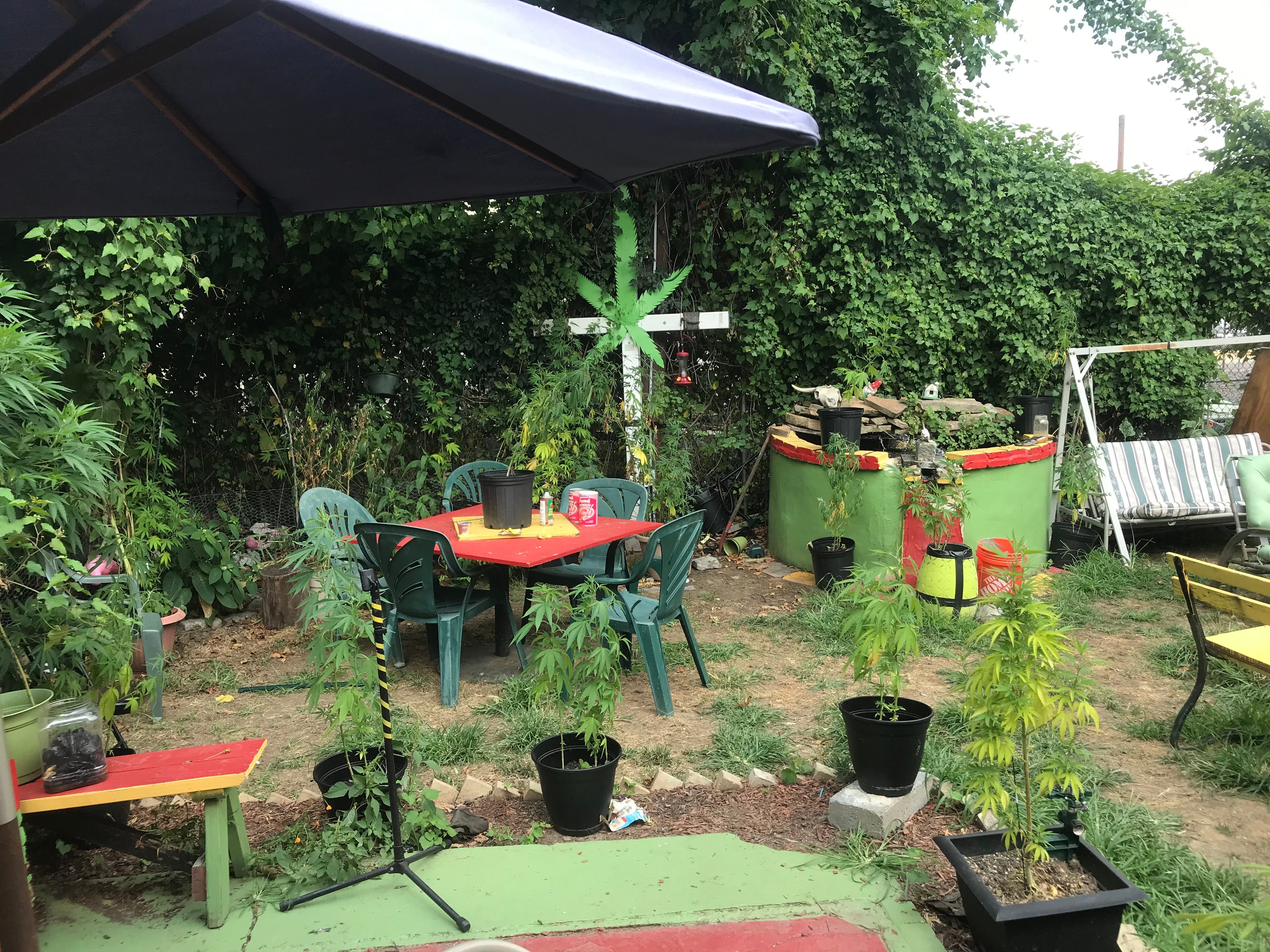 The backyard at NJ Weedman’s Joint. It has places to sit, a coy pond, and various types of vegetation to admire.