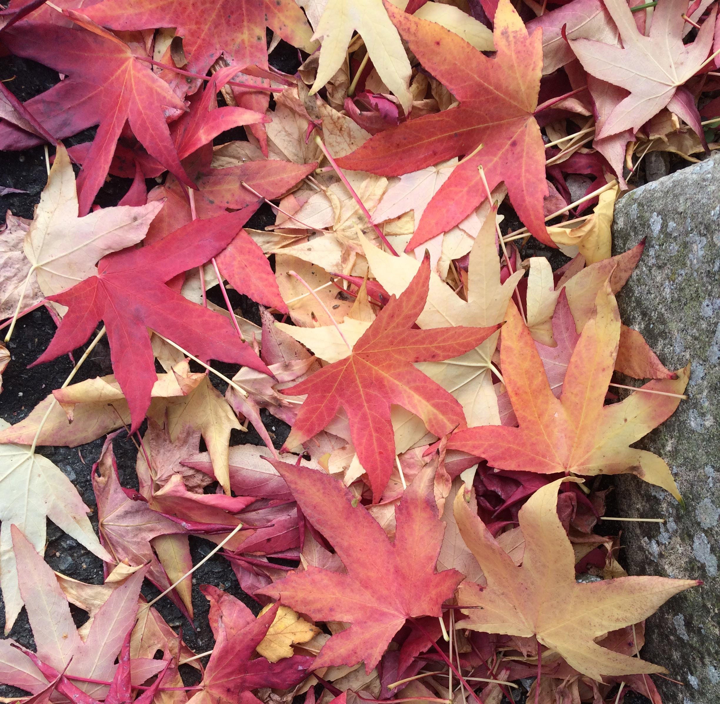 Photo of autumn leaves