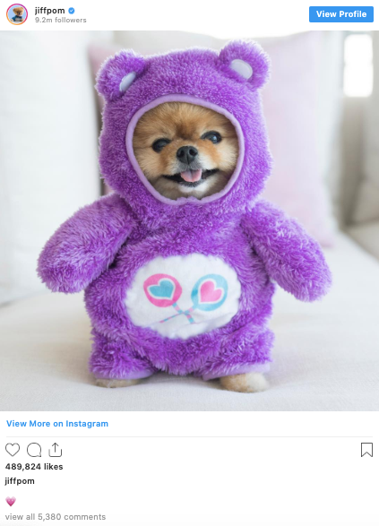 jiffpom teddy
