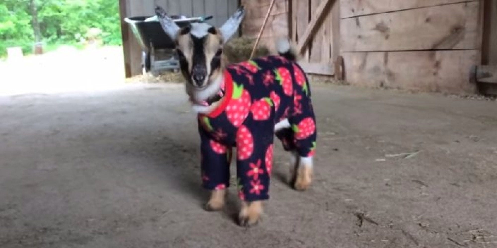 Augmented reality example, Victor the goat