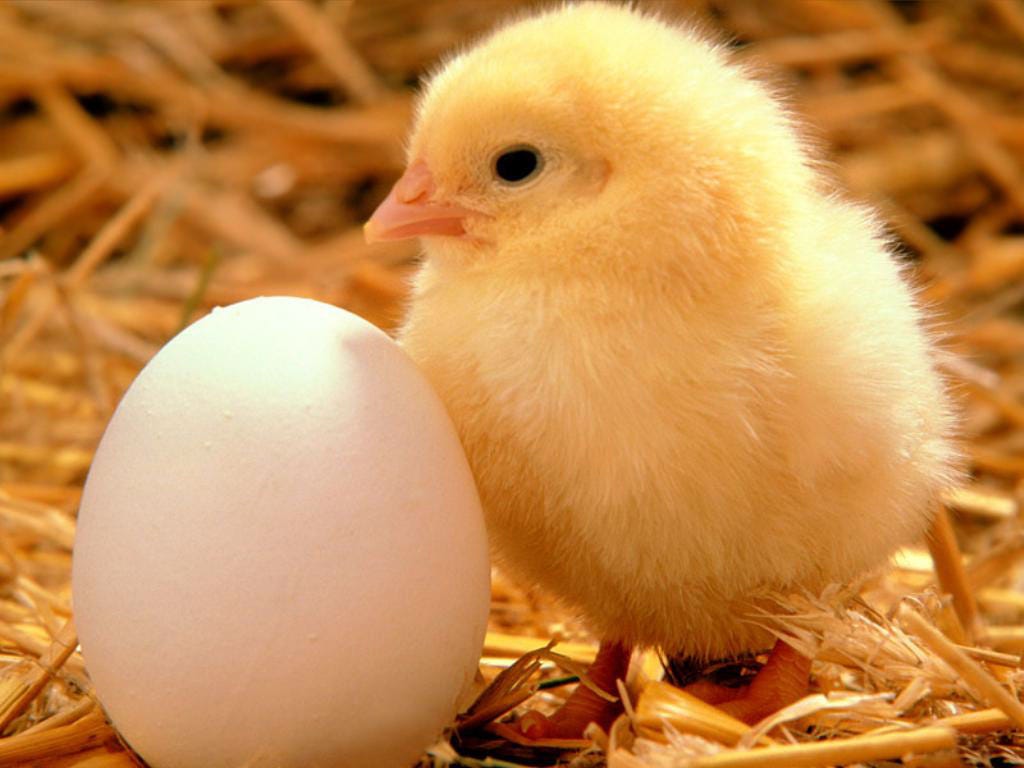 Image result for egg chicken