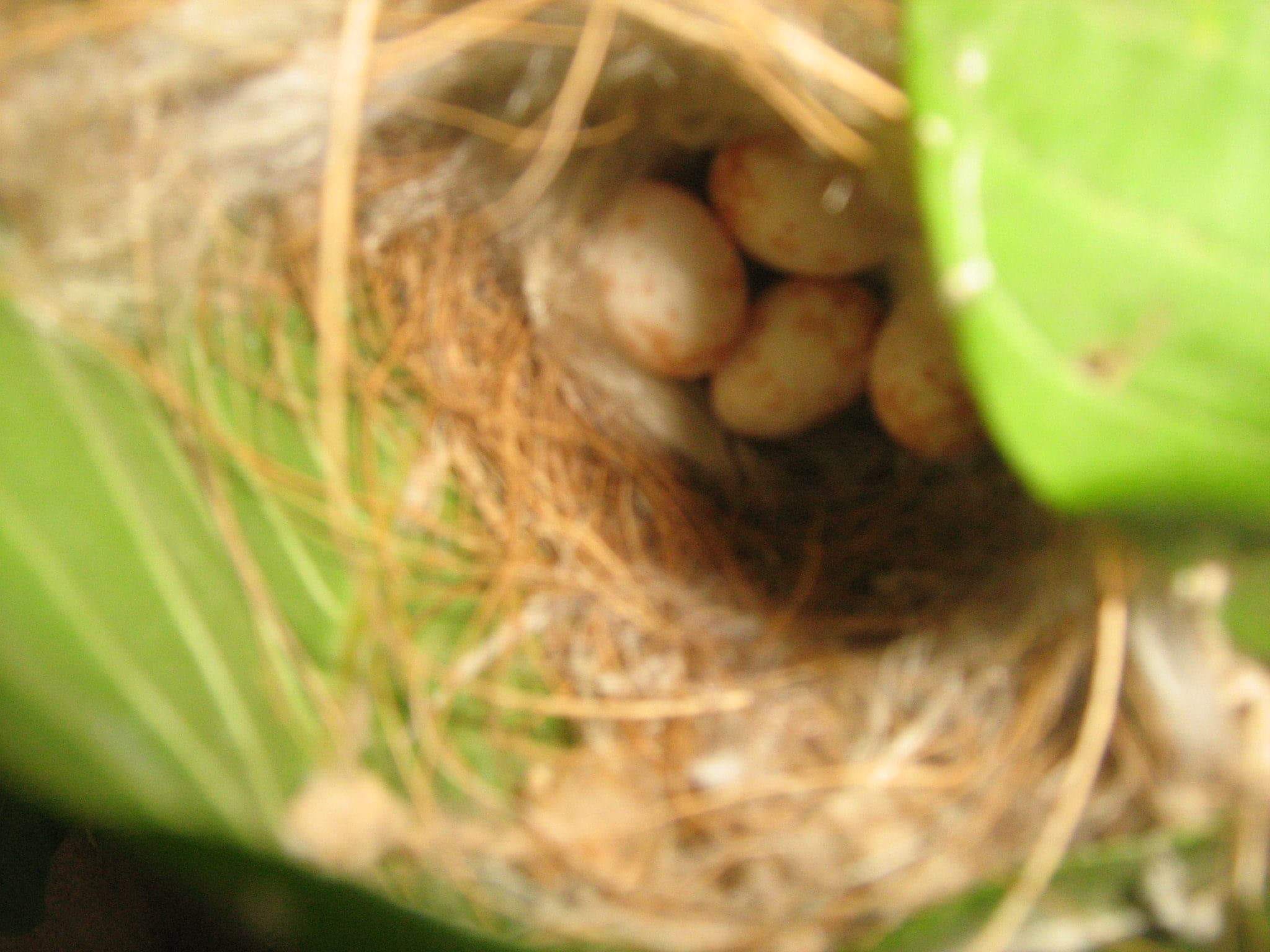 Bird nest