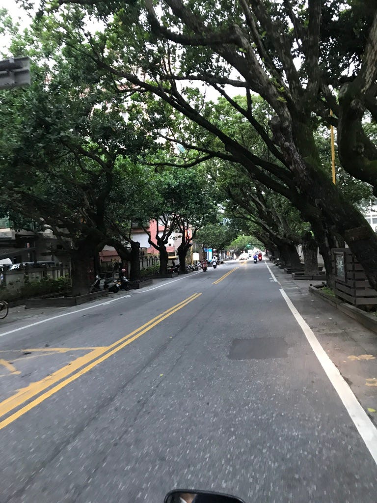 Grace 說這是森林隧道