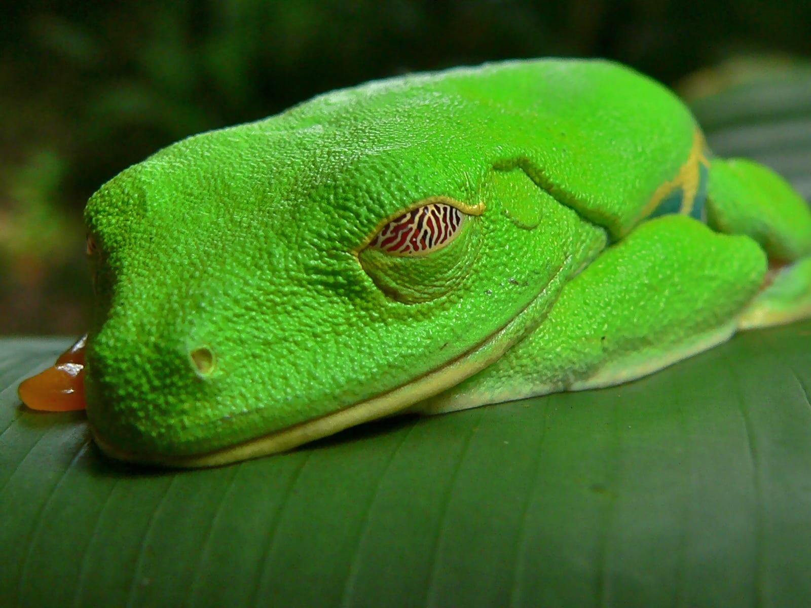 Red-eyed Tree Frog, Photo: Bernard Dupont, CC-BY-SA 2.0