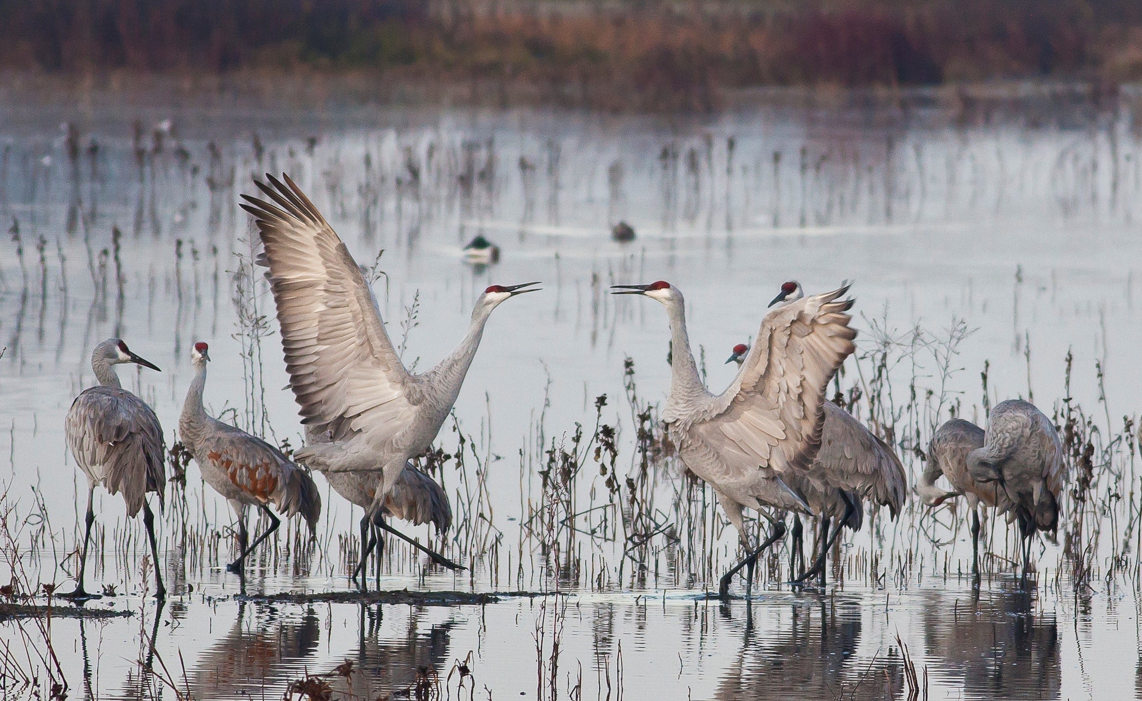 two sandhill cranes jumping in the air in a marsh