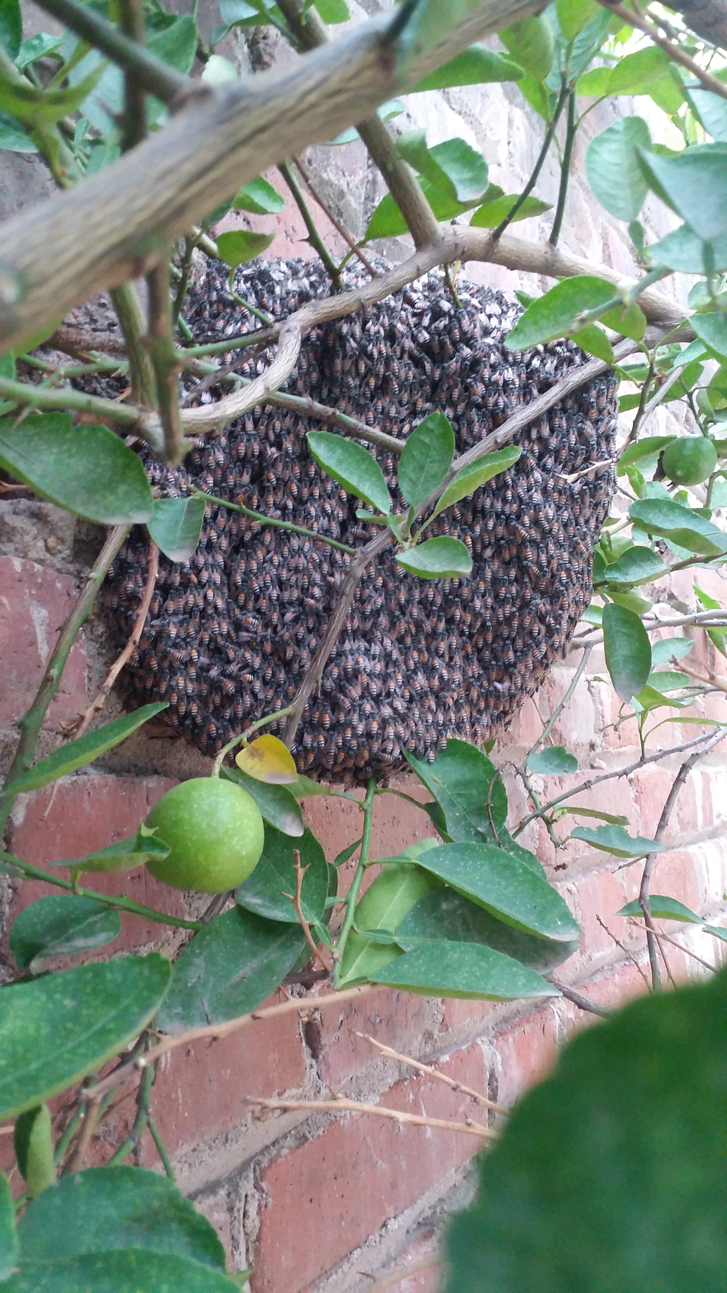 Bee hive