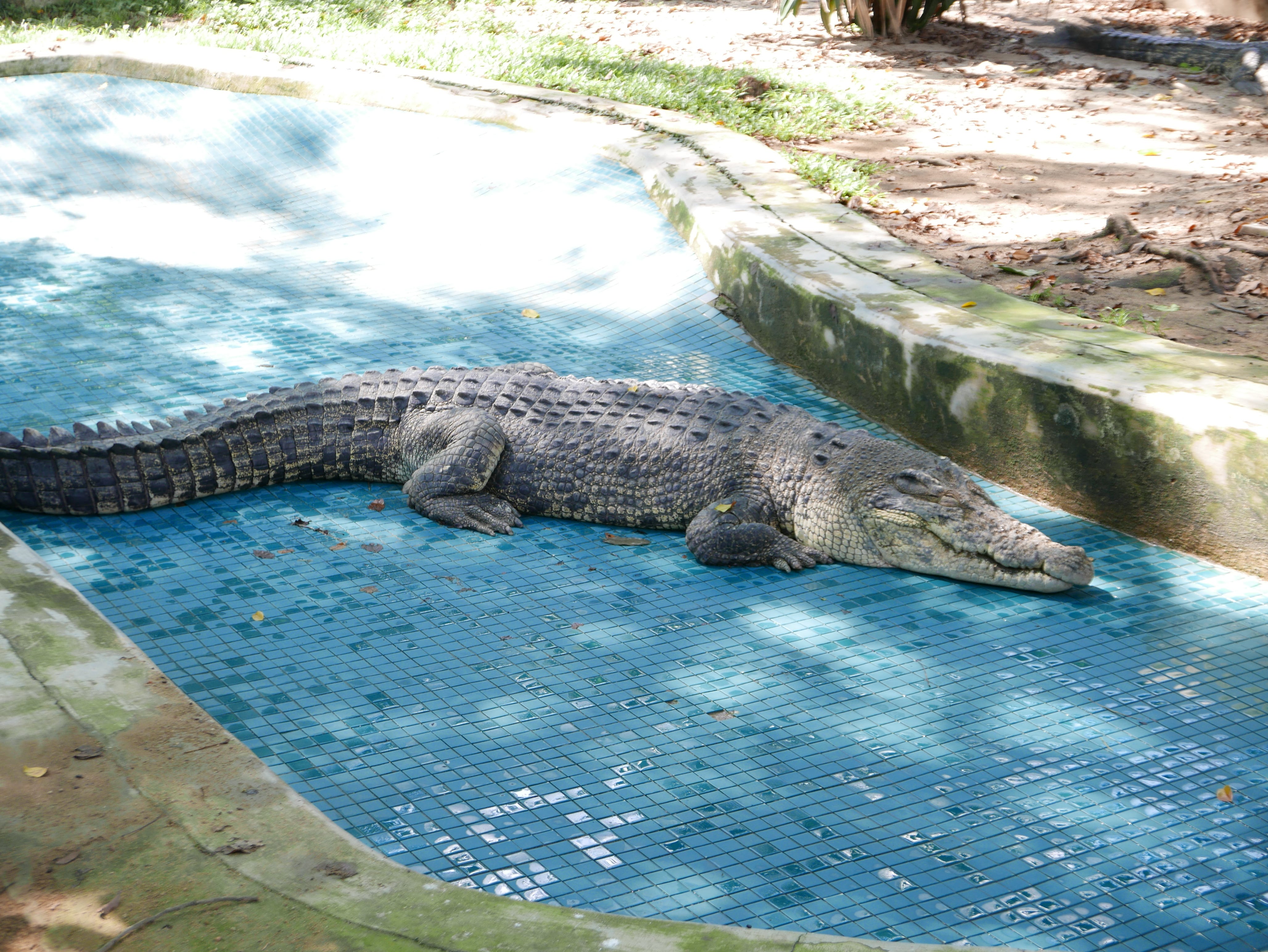 Malaysia — Johor Bahru — The Zoo, Johor Bahru, Johor, Malaysia by