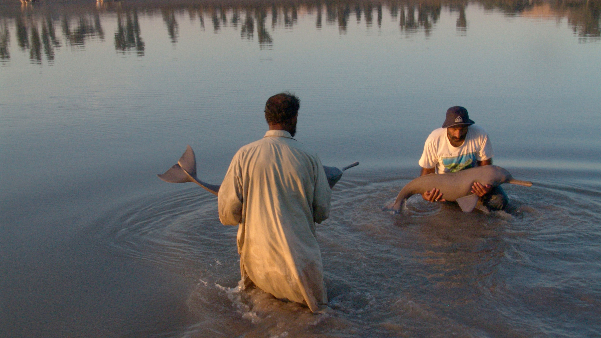Saving Indus River Dolphins — Pakistan - WWF - Medium