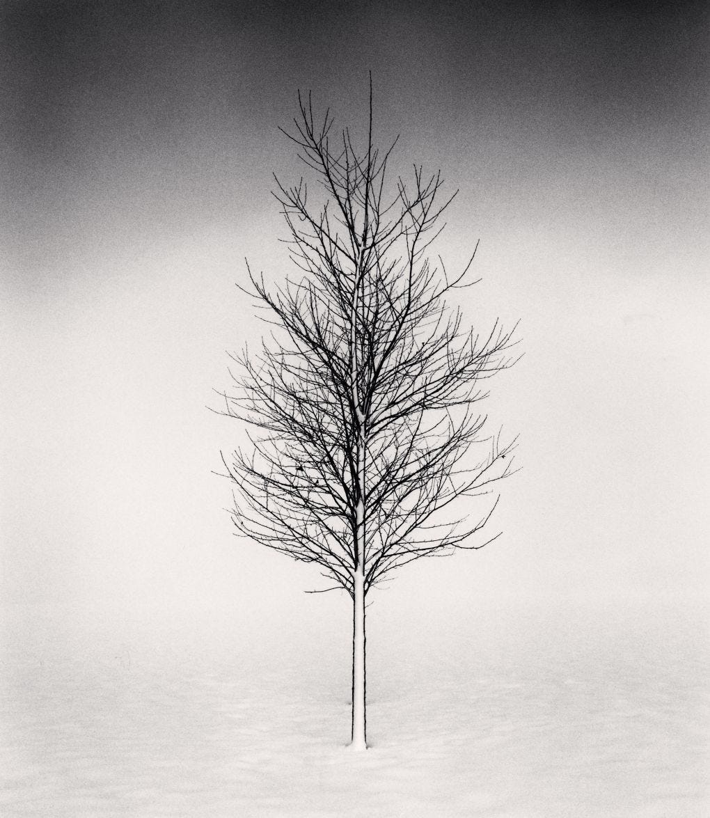 This Week's Photo — Michael Kenna: Tree Portrait — Study 1 | by Arshdeep  Matharu | Medium