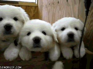 Celebrate National Puppy Day by looking at these puppy GIFs