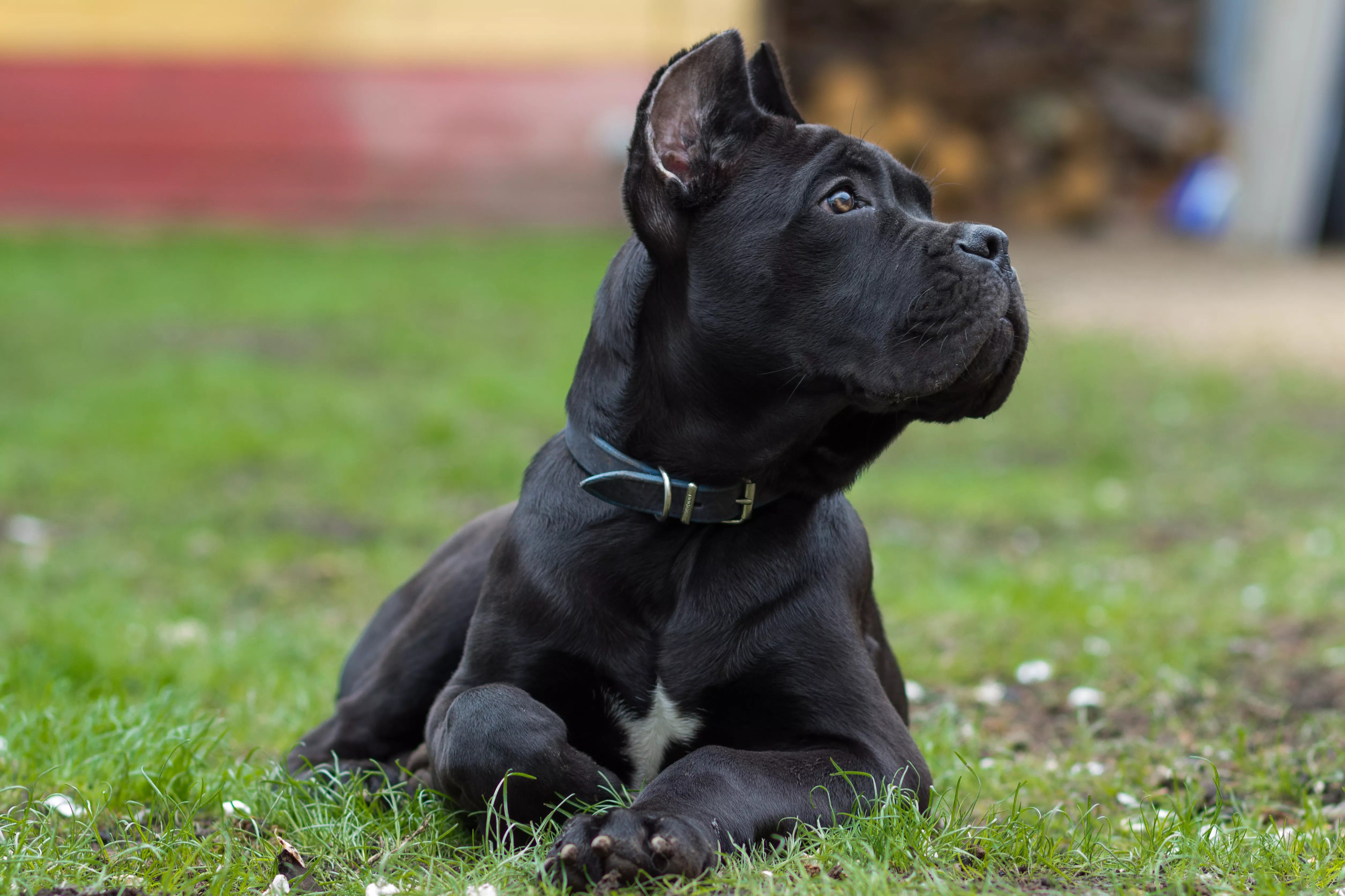 Cane corso dogs ! To protect ! No one will want to enter your yard wit