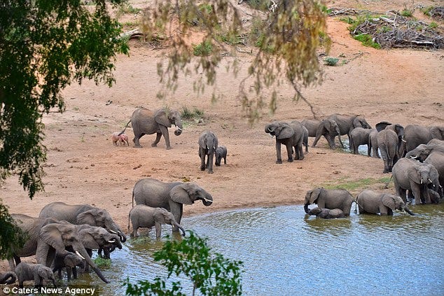 Un bébé éléphant rose a été vu au Parc National Kruger en Afrique