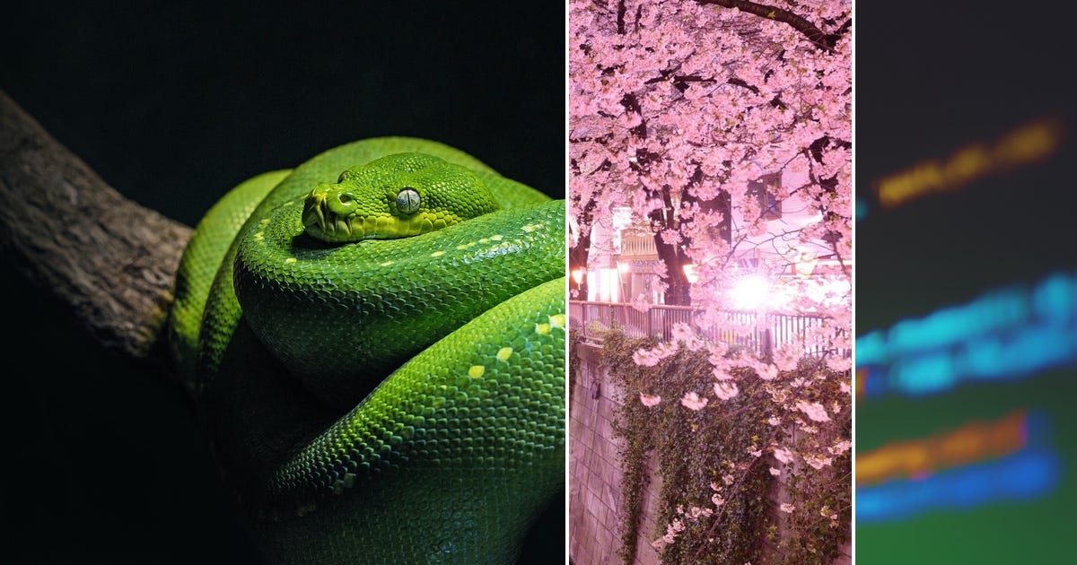 List: Python | Curated by Mortenmiller | Medium