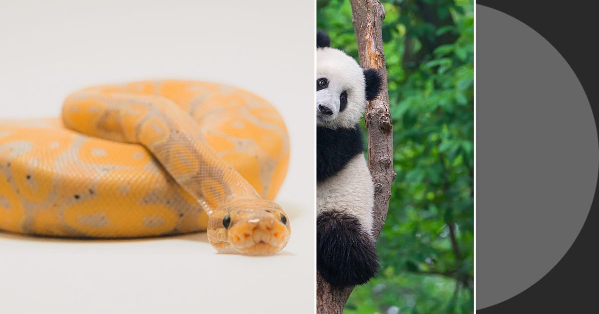 List: Python tips and tricks | Curated by Chris Slim | Medium