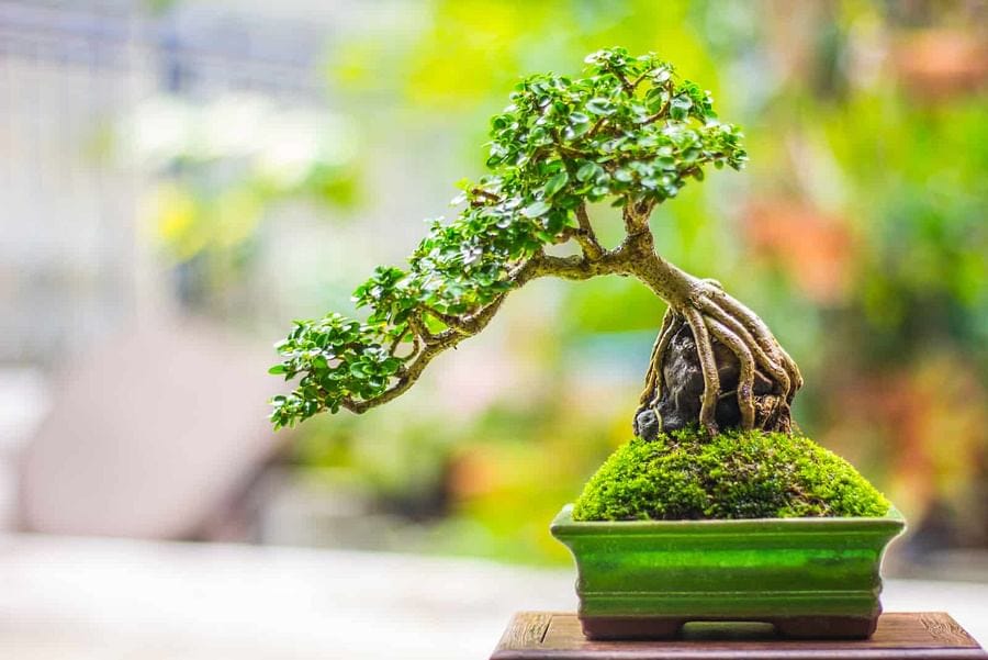 Bonsai Care: Understanding the Importance of Sunlight | by Mariya Kanegi |  Medium
