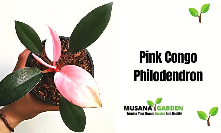 Pink Congo Philodendron: A Comprehensive Guide In 2023 | by JerryJersey's  Garden | Medium