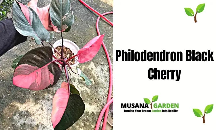 Philodendron Black Cherry Care  2023 Ultimate Guide | by JerryJersey's  Garden | Medium