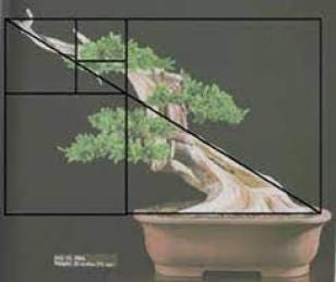 The Golden Rule of Bonsai Explained | by Mariya Kanegi | Medium
