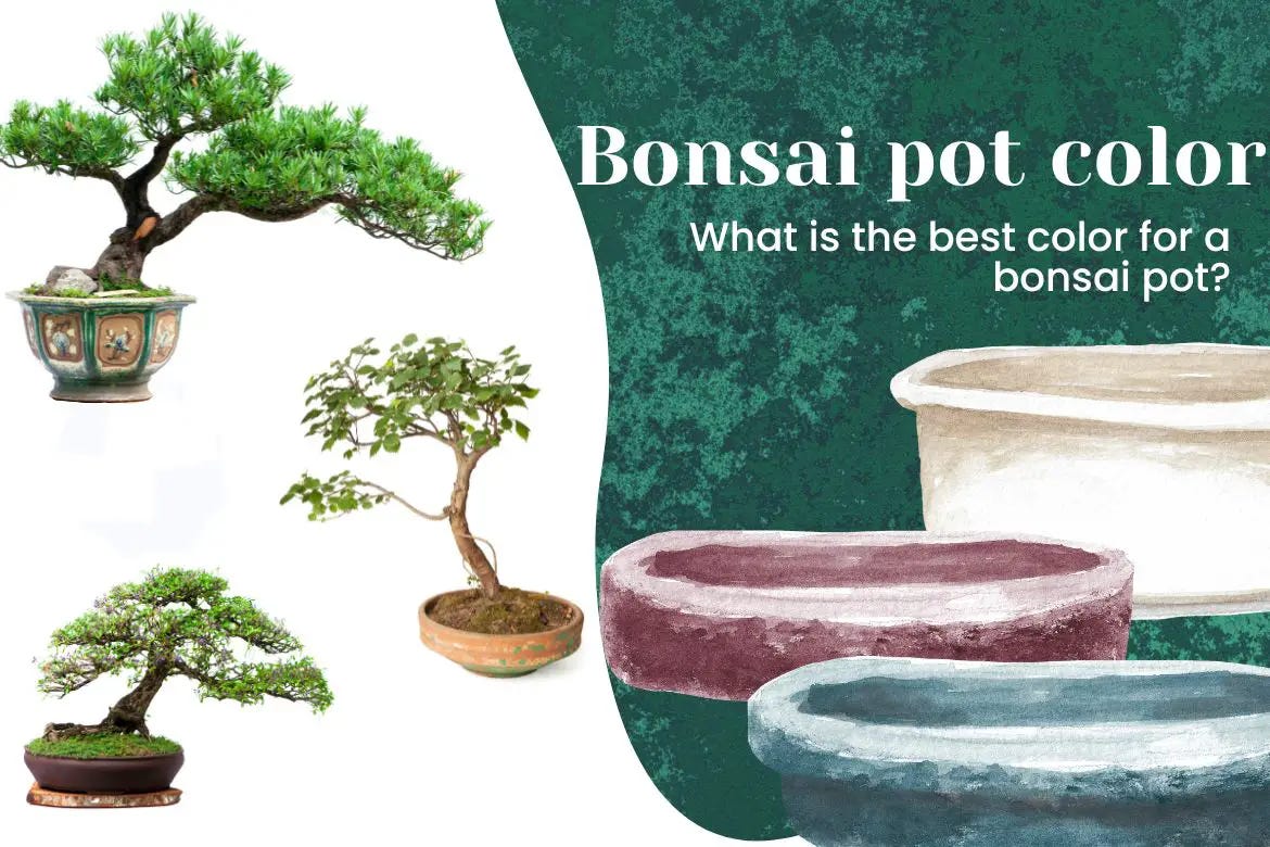 Sélection de pots à bonsaï